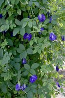 Butterfly Pea (Clitoria ternatea)