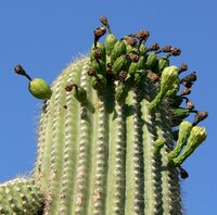 Saguaro (Carnegiea gigantea)