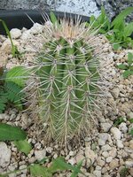 Saguaro (Carnegiea gigantea)