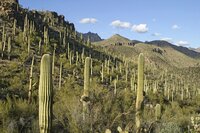 Saguaro (Carnegiea gigantea)