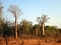 Za baobab (Adansonia za)