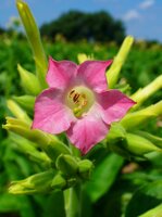 Tobacco (Nicotiana tabacum)