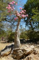 Desert Rose (Adenium obesum)