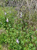 South African Foxglove (Ceratotheca triloba)