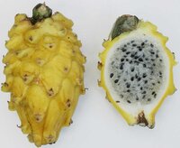 Yellow pitahaya (Hylocereus megalanthus)