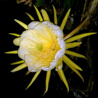 Yellow pitahaya (Hylocereus megalanthus)
