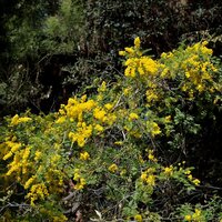 Mudgee acacia (Acacia spectabilis)