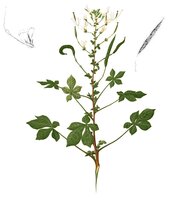 African Spider Flower (Cleome gynandra)