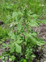 African Spider Flower (Cleome gynandra)