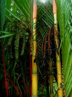 Lipstick Palm (Cyrtostachys renda)