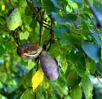 Threeleaf Akebia (Akebia trifoliata)