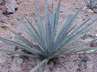 Tequila Agave (Agave tequilana)