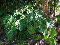 Cheese Plant (Monstera deliciosa)