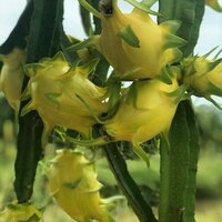 Yellow pitahaya (Hylocereus megalanthus)