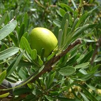 Argan (Argania spinosa)