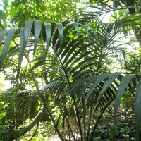 Dwarf Sugar Palm (Arenga engleri)