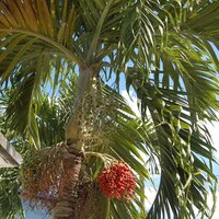 Manila Palm (Veitchia merrillii)