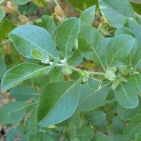 Ashwagandha (Withania somnifera)