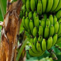 Plantain Banana (Musa x paradisiaca)