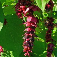 Himalayan Honeysuckle (Leycesteria formosa)