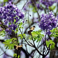 Blue Jacaranda (Jacaranda mimosifolia)