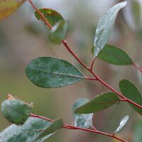 Mountain Swamp Gum (Eucalyptus camphora)