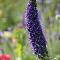 Pride of Madeira (Echium fastuosum)