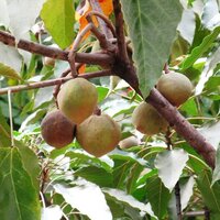 Kukui (Aleurites moluccana)