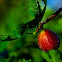 Common Fig (Ficus carica)