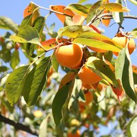 Kaki Persimmon (Diospyros kaki)