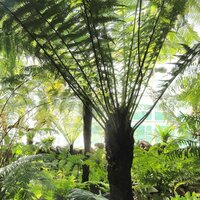 Golden Tree Fern (Dicksonia fibrosa)