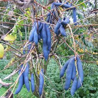 Blue Sausage Shrub (Decaisnea fargesii)