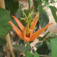 Australian Passionflower (Passiflora aurantia)