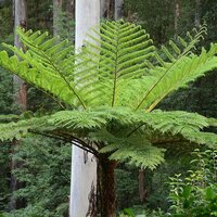 Australian Tree Fern (Cyathea cooperi)
