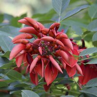 Cockspur Coral Tree (Erythrina crista-galli)