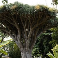 Canary Islands Dragon Tree (Dracaena draco)