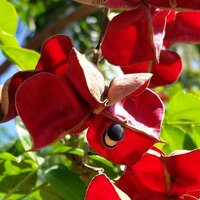 Black Pearl Tree (Majidea zanguebarica)