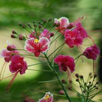 Pink Peacock Flower (Caesalpinia pulcherrima 'Rosea')