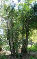 Fishtail Palm (Caryota mitis)