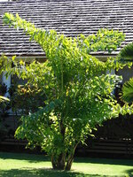 Fishtail Palm (Caryota mitis)