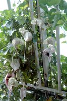 Pelican Flower (Aristolochia grandiflora)