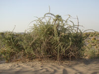 Black Gojiberry (Lycium ruthenicum)
