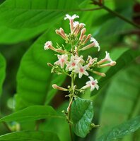 Red cinchona (Cinchona pubescens)