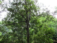 Clove (Syzygium aromaticum)