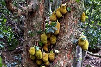 Jackfruit (Artocarpus heterophyllus)