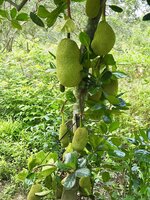 Jackfruit (Artocarpus heterophyllus)