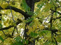 Black walnut (Juglans nigra)