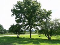 Black walnut (Juglans nigra)