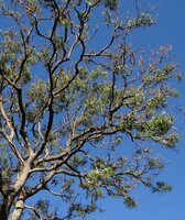 Neem tree (Azadirachta indica)