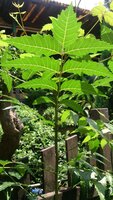 Neem tree (Azadirachta indica)